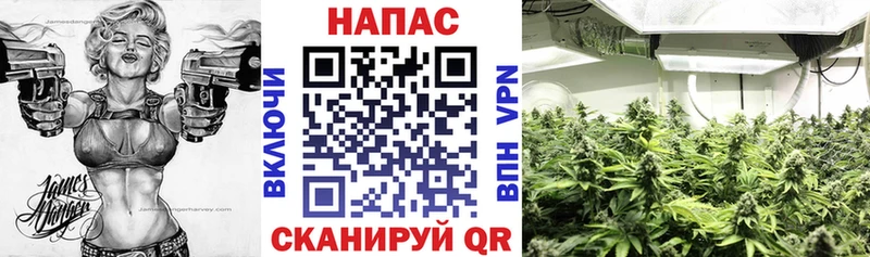 Бошки Шишки сатива  Купить закладки  Игарка 